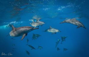 Pod of Spinner Dolphins by Steven Miller 